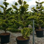 Chiparos leylandii Gold Rider "Bonsai 1.80-2.00 m  Cupressocyparis leylandii "Gold Rider "