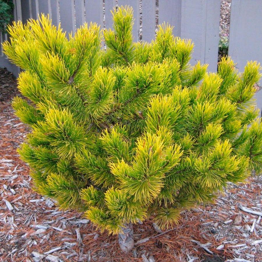 Winter Gold dwarf pine" 1.00 - 1.20 m Pinus mugo "Winter Gold"