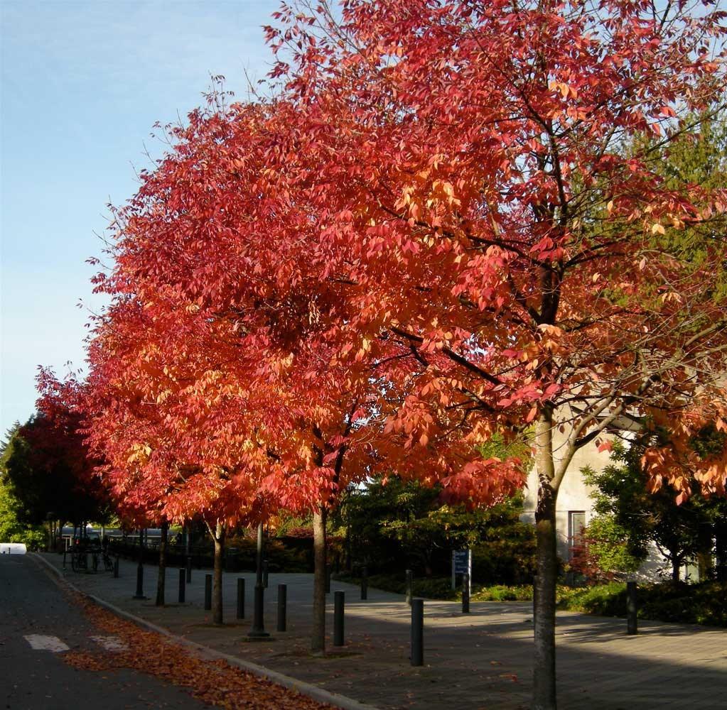 Raywood ash" 3.00 - 3.50 m Fraxinus angustifolia "Raywood"