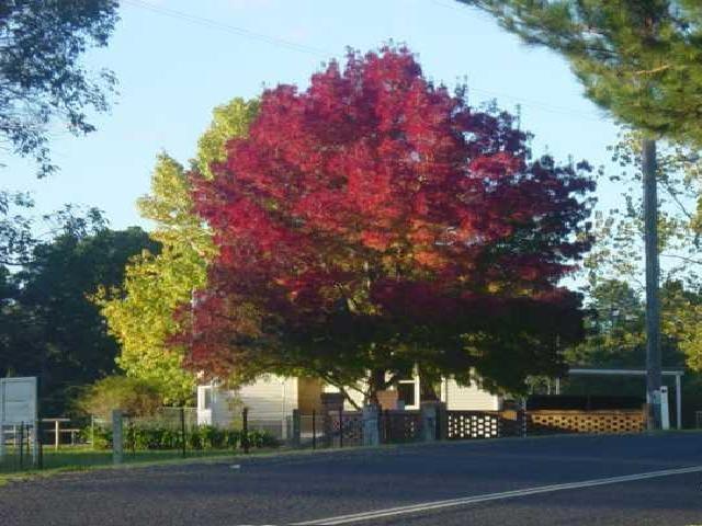 Raywood ash" 3.00 - 3.50 m Fraxinus angustifolia "Raywood"