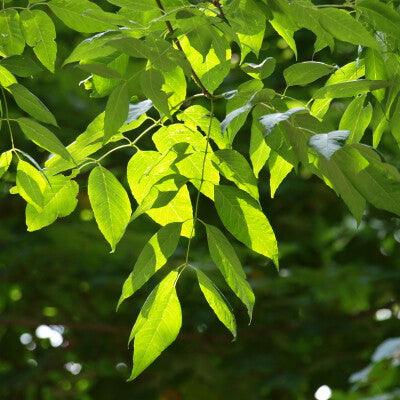 Ash Autumn Purple" 2.00 - 2.50 m Fraxinus americana "Autumn Purple"