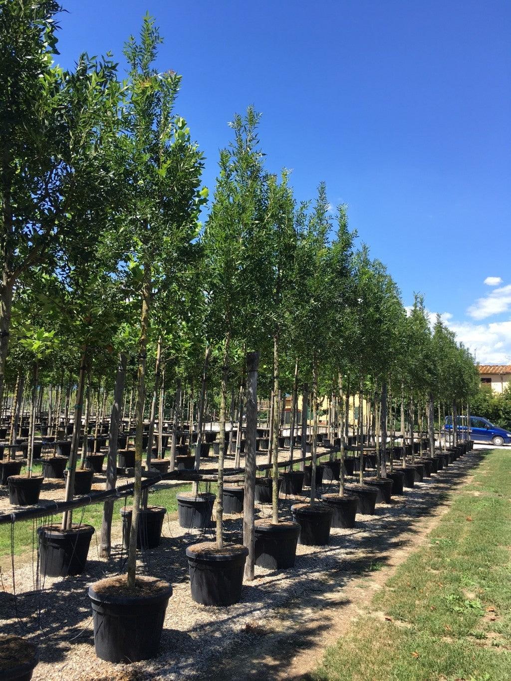 Raywood ash" 3.00 - 3.50 m Fraxinus angustifolia "Raywood"