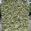 Iedera Elegantissima" palier 1.40 -1.70 m  Hedera helix "Elegantissima"