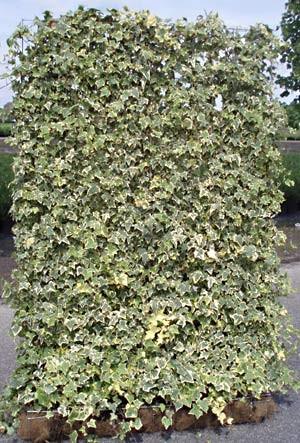 Idera Elegantissima" landing 1.40 -1.70 m Hedera helix "Elegantissima"