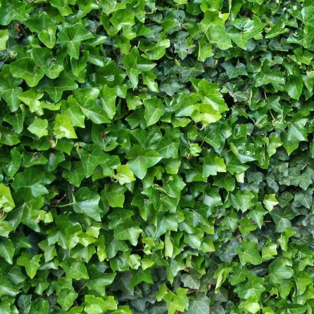 Idera hibernica wall 1.40 -1.70 m Idera hibernica