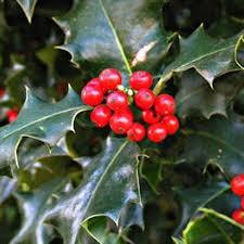 Laurel "Alaska" 0.40 -0.60 m Ilex aquifolium Alaska"