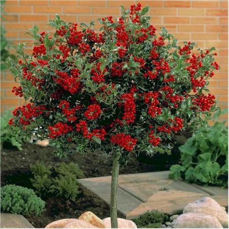 Laurel "Alaska" 0.40 -0.60 m Ilex aquifolium Alaska"
