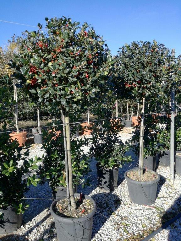 Ilex Nellie R.Stevens" 1.50 - 1.75 m Ilex mutchagara "Nellie R.Stevens"