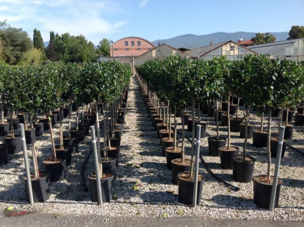 Ilex Nellie R.Stevens" 1.50 - 1.75 m Ilex mutchagara "Nellie R.Stevens"