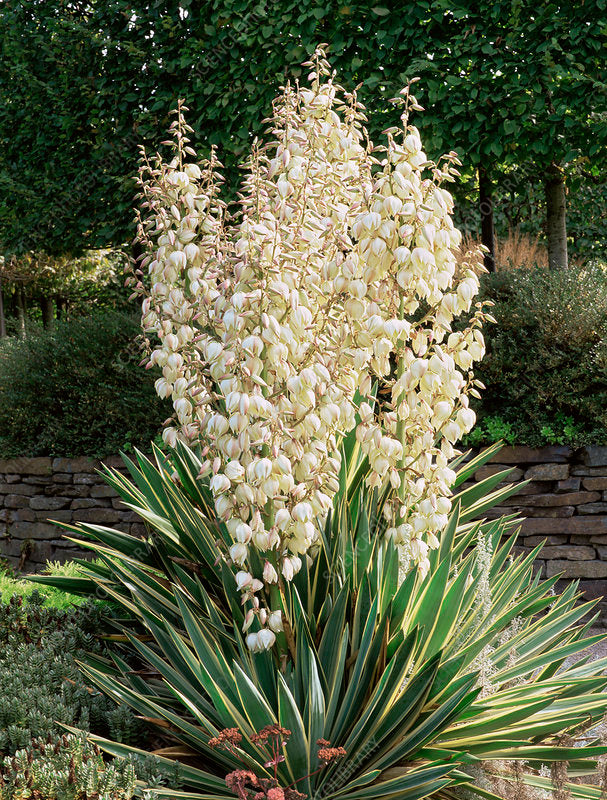 Yucca gloriosa Variegata" 0.80 - 1.00 m Yucca gloriosa "Variegata"