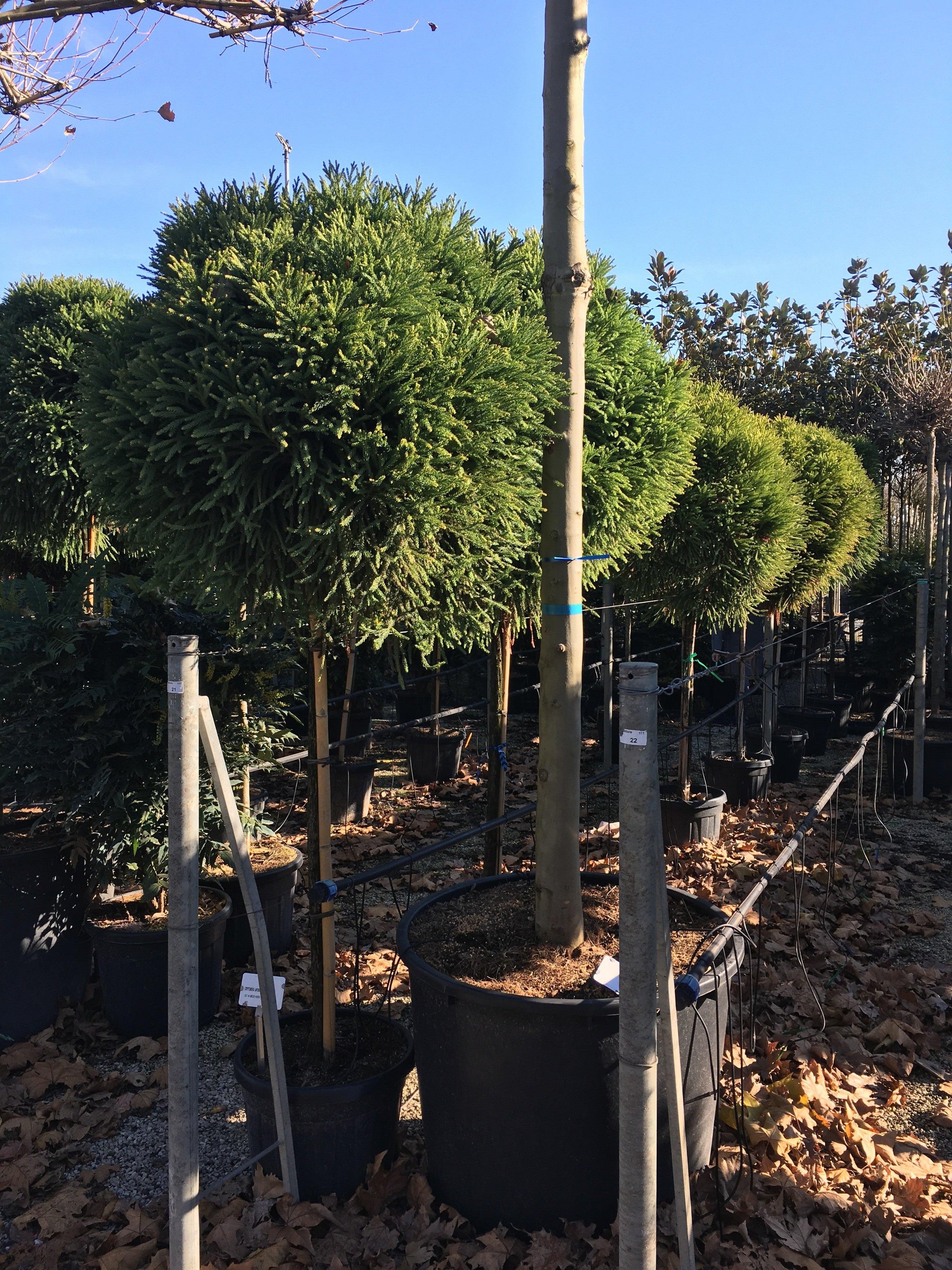 Cryptomeria jap. Globosa Nana" 1.70 - 2.00 m Cryptomeria jap. "Globosa Nana"