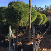 Cryptomeria jap. Globosa Nana" 1.70 - 2.00 m  Cryptomeria jap. "Globosa Nana"