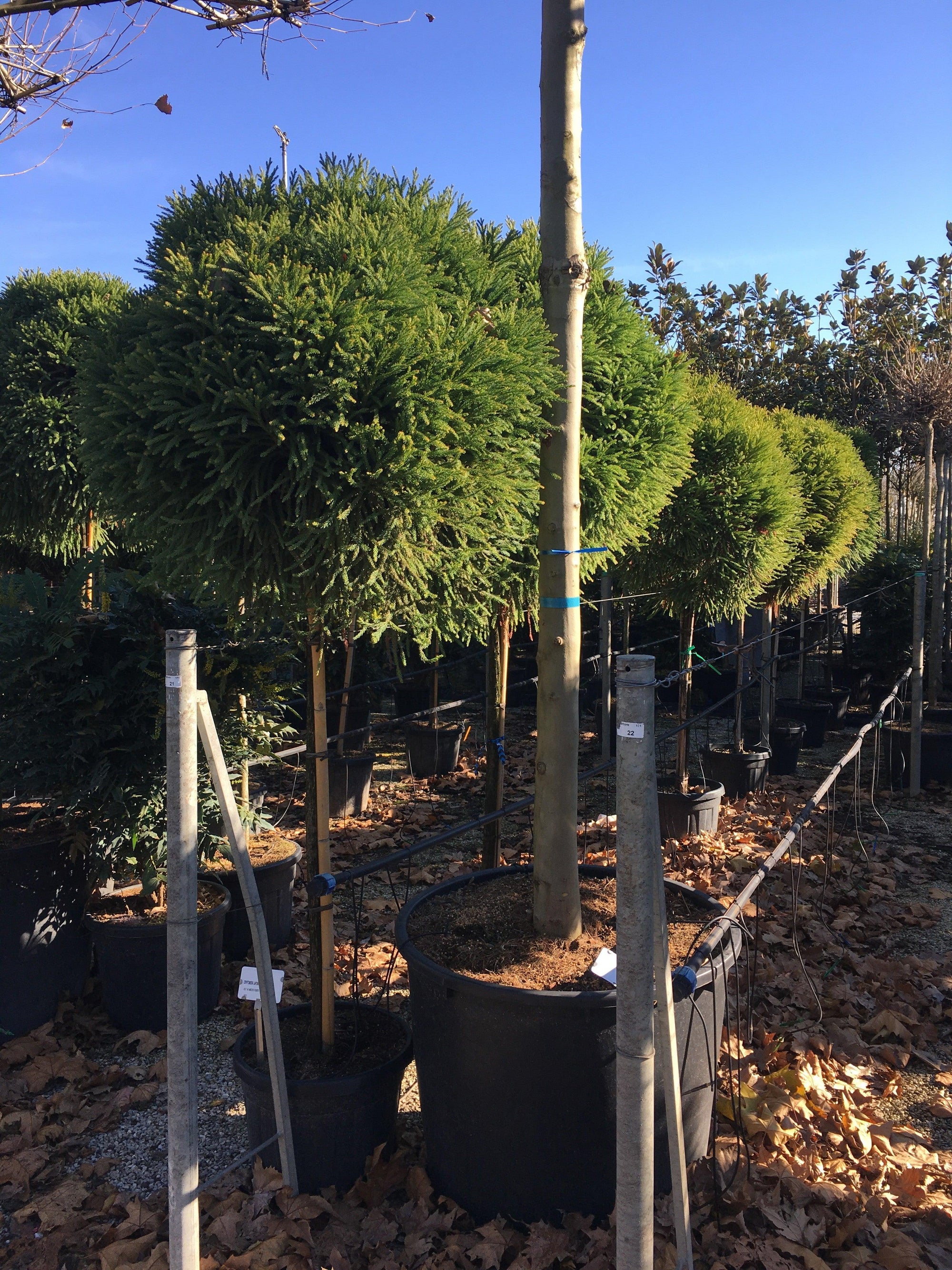 Cryptomeria jap. Globosa Nana" 1.70 - 2.00 m Cryptomeria jap. "Globosa Nana"