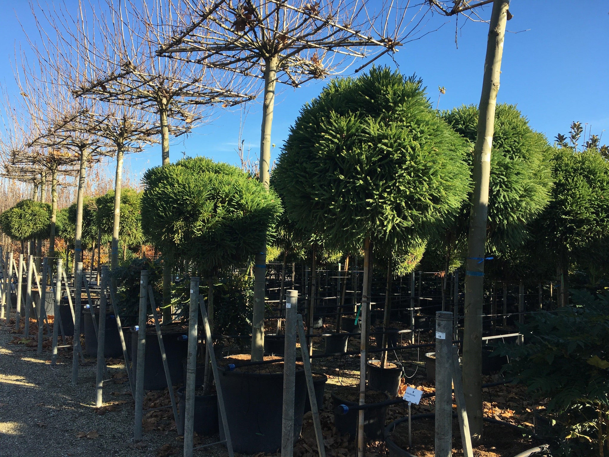 Cryptomeria jap. Globosa Nana" 1.70 - 2.00 m Cryptomeria jap. "Globosa Nana"