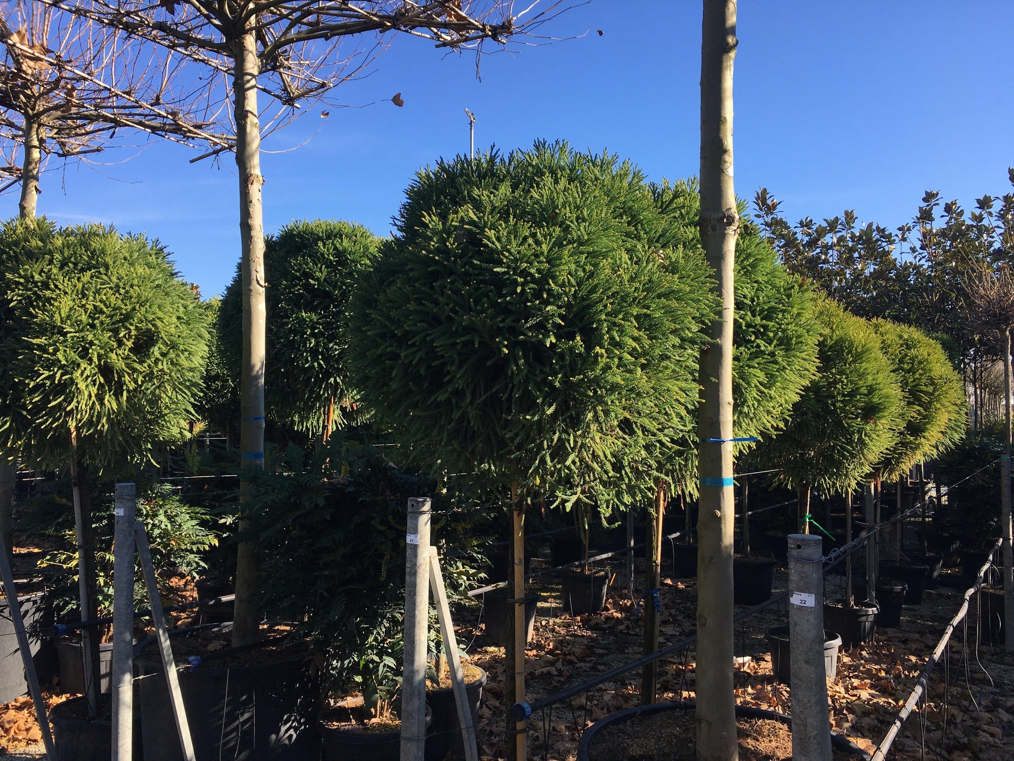 Cryptomeria jap. Globosa Nana" 1.70 - 2.00 m Cryptomeria jap. "Globosa Nana"