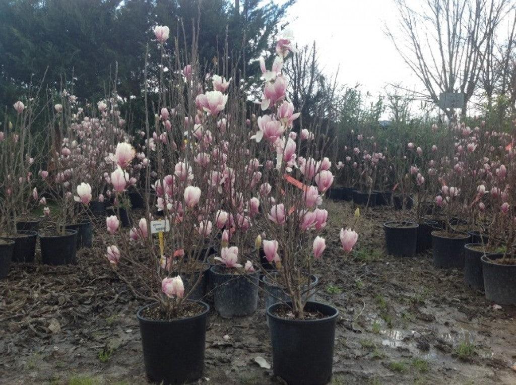 Magnolia Soulangeana" 1.00 - 1.20 m Magnolia "Soulangeana"