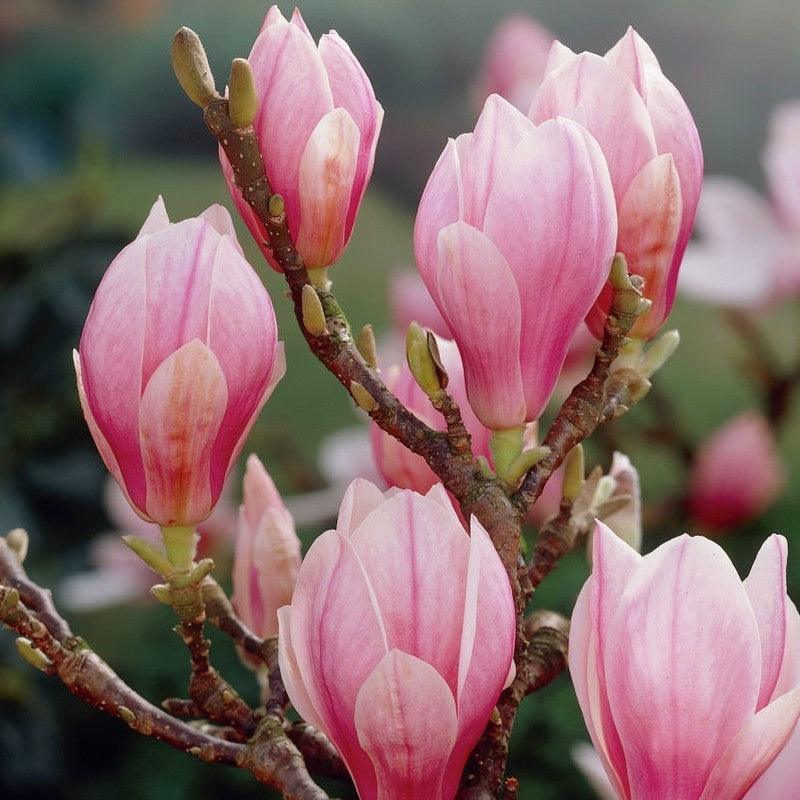 Magnolia Soulangeana" 1.80 - 2.00 m Magnolia "Soulangeana"