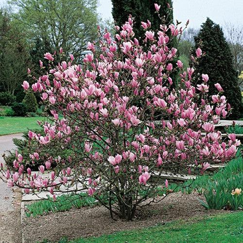 Magnolia Soulangeana" 1.80 - 2.00 m Magnolia "Soulangeana"