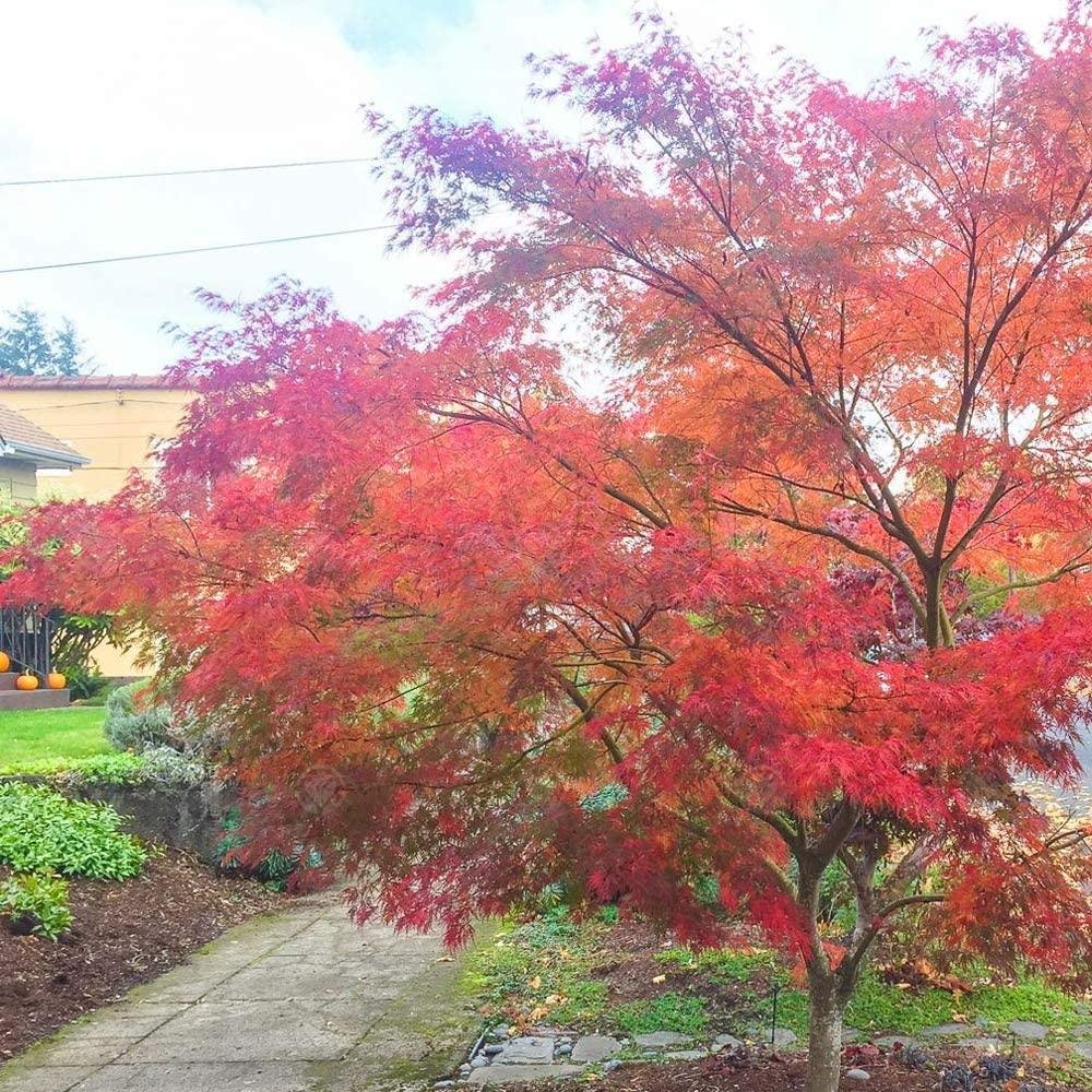 Artar japonez curgator „Seiryu 1.30 - 1.50 m Acer palmatum dissectum „Seiryu”
