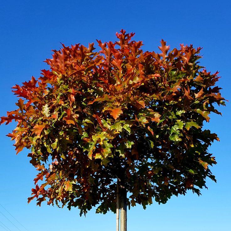 Marsh oak Green Dwarf" 2.00 - 2.50 m Quercus palustris "Green Dwarf"