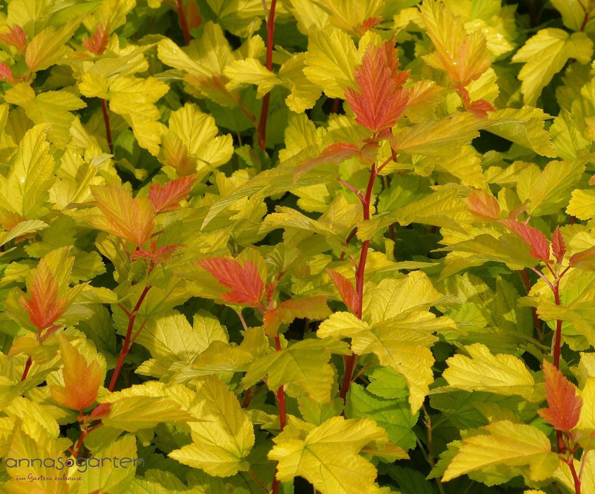 Physocarpus Dart's Gold " 1.00 - 1.20 m Physocarpus opulifolius "Dart's Gold"