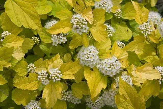 Physocarpus Dart's Gold " 1.00 - 1.20 m Physocarpus opulifolius "Dart's Gold"