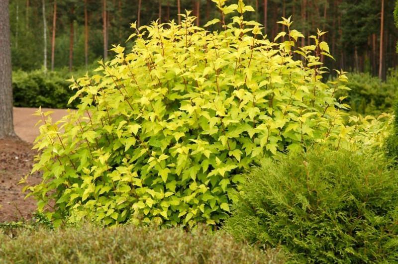 Physocarpus Dart's Gold " 1.00 - 1.20 m Physocarpus opulifolius "Dart's Gold"