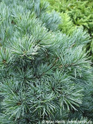 Japanese white pine Negishi 0.80 - 1.20 m Pinus parvifolia "Negishi"