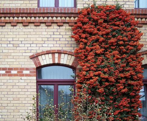 Pyracantha Ventoux Red" perete 0.80 -1.20 m Pyracantha coccinea "Ventoux Red"