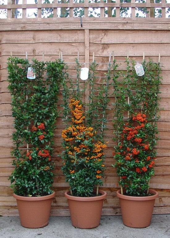 Pyracantha Ventoux Red" perete 0.80 -1.20 m Pyracantha coccinea "Ventoux Red"