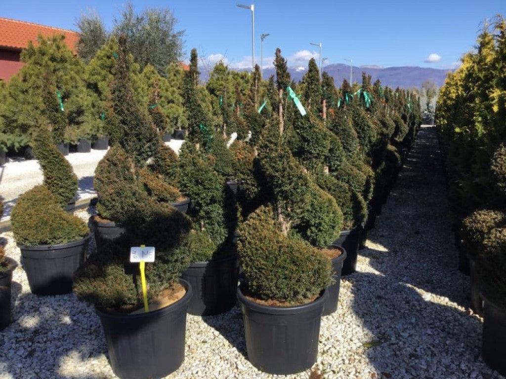 Spiral yew 1.40 - 1.60 m Taxus baccata