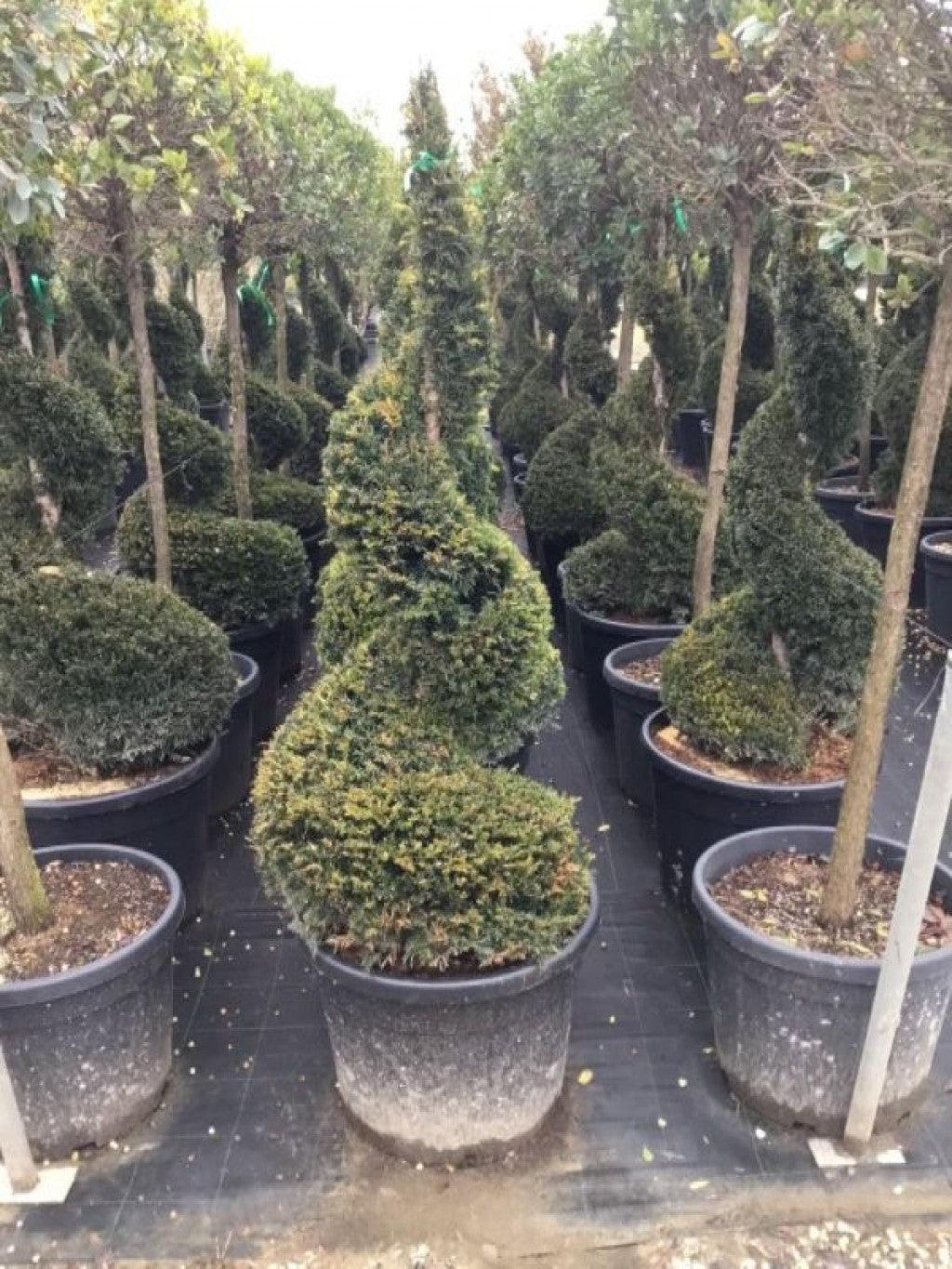 Spiral yew 1.40 - 1.60 m Taxus baccata