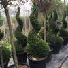 Spiral yew 1.40 - 1.60 m Taxus baccata