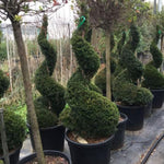 Spiral yew 1.40 - 1.60 m Taxus baccata