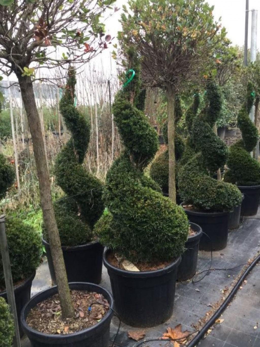 Spiral yew 1.40 - 1.60 m Taxus baccata