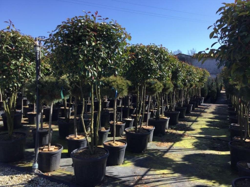 Photinia Red Robin" Multistemmed 1.70 - 2.00 m Photinia serrulata "Red Robin"