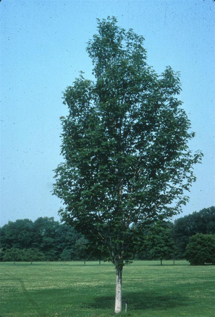 Red maple "Scalon" 3.00 - 3.50 m Acer rubrum "Scalon"