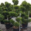 Chiparos leylandii Castlewellan Gold " Bonsai 1.70 - 1.80 m   Cupressocyparis leylandii "Castlewellan Gold "