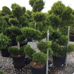 Chiparos leylandii Castlewellan Gold " Bonsai 1.70 - 1.80 m   Cupressocyparis leylandii "Castlewellan Gold "