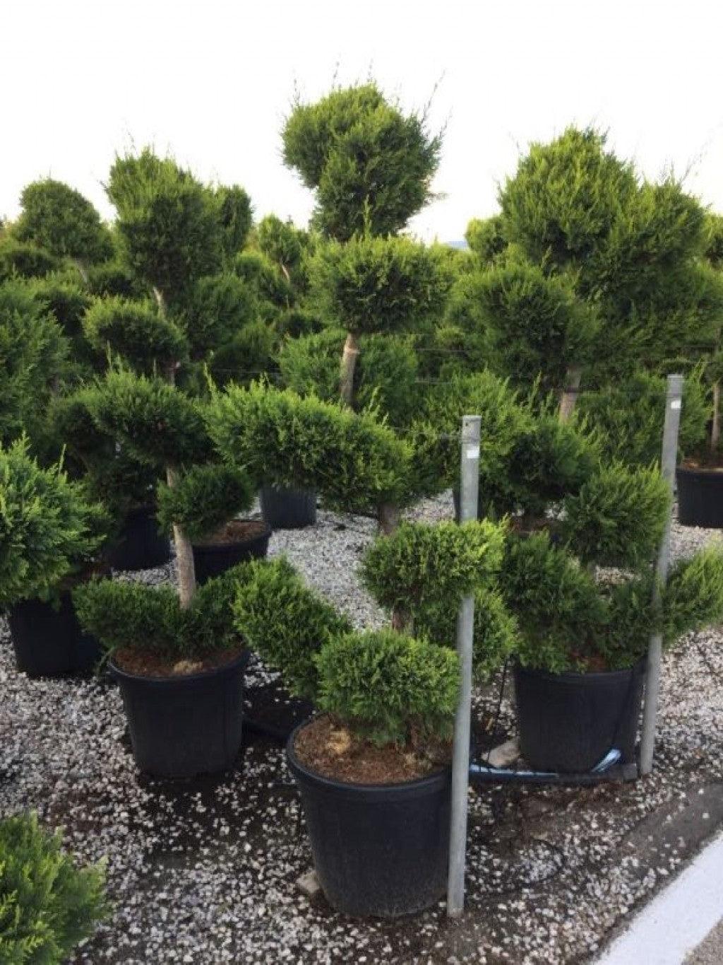Cypress leylandii Castlewellan Gold " Bonsai 1.70 - 1.80 m Cupressocyparis leylandii "Castlewellan Gold "