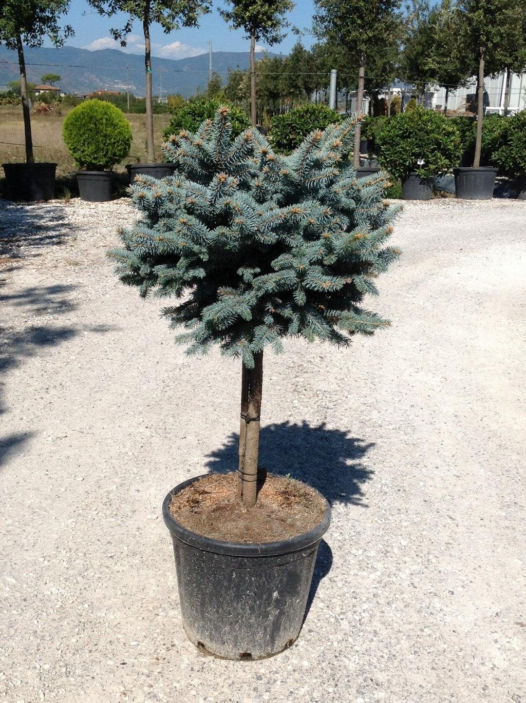 Globular silver spruce 0.80 - 1.20 m Picea pungens Glauca Globosa""