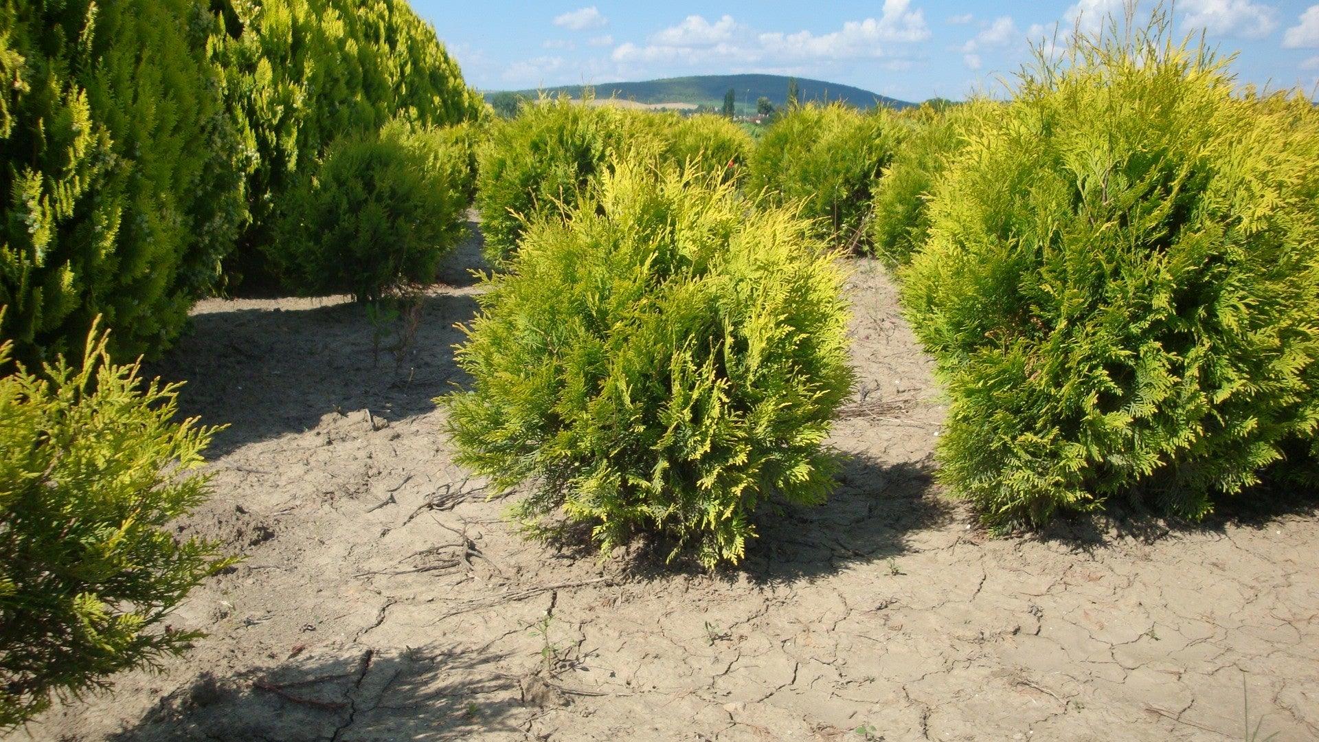 Thuja Golden Globe" 0.40 - 0.50 m Thuja occidentalis "Golden Globe"