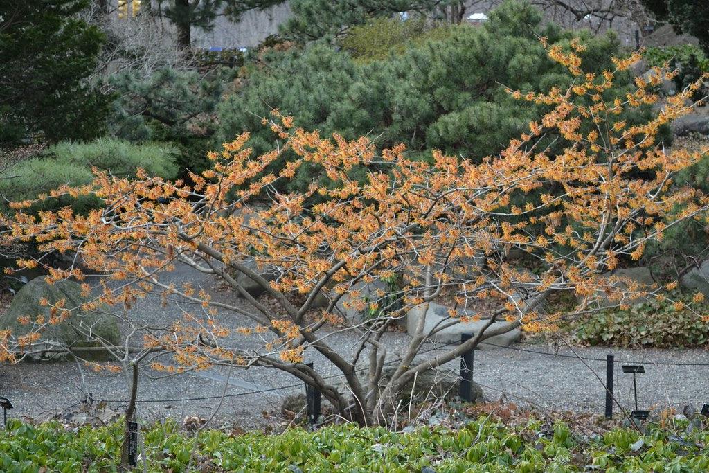 Witch's nut Jelena" 0.80 - 1.20 m Hamamelis x intermedia"Jelena"