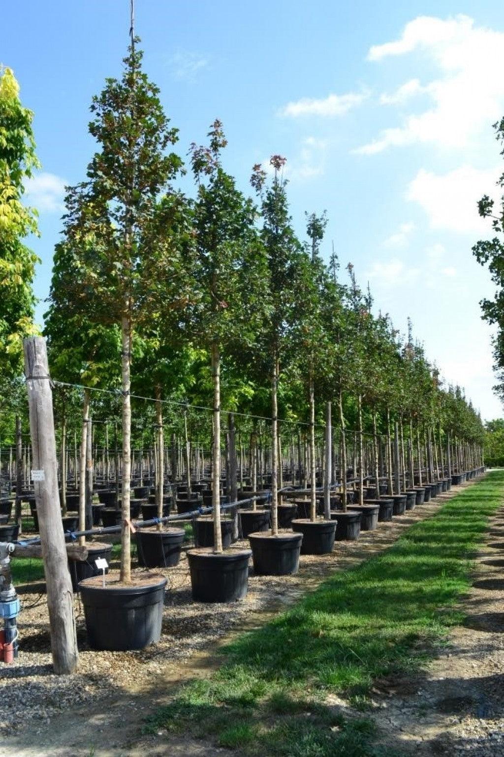 Maple Queen Elisabeth' 4.00 - 4.50 m Acer campestre "Queen Elisabeth"