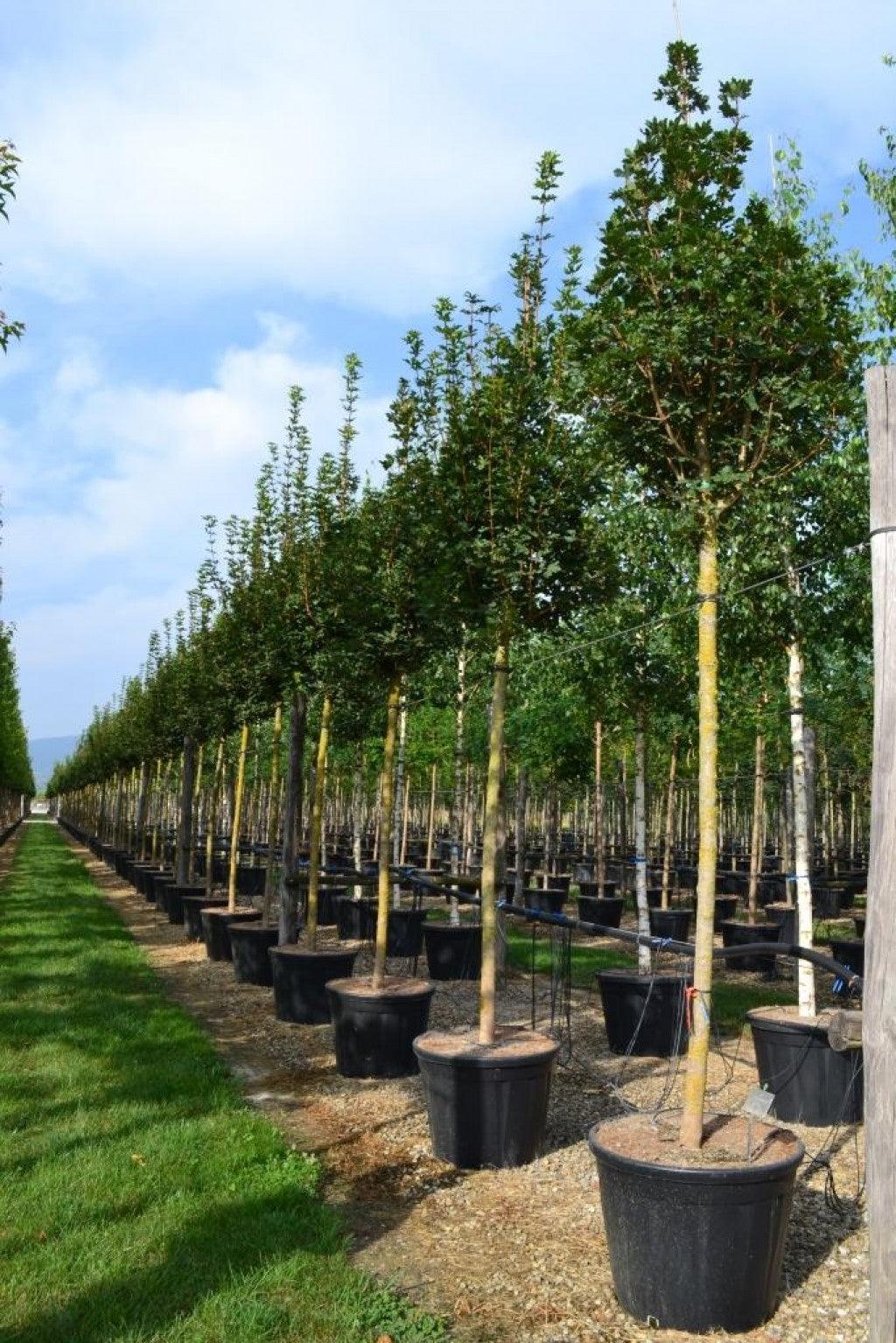 Maple Queen Elisabeth' 4.00 - 4.50 m Acer campestre "Queen Elisabeth"
