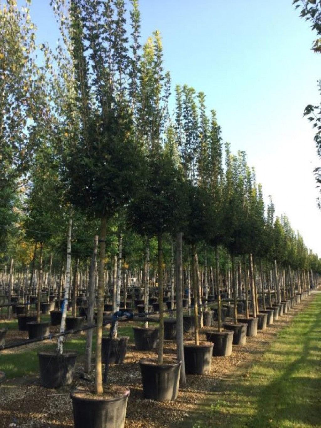 Maple Queen Elisabeth' 4.00 - 4.50 m Acer campestre "Queen Elisabeth"