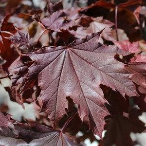 Red Maple Crimson Sentry" 1.75 - 2.00 m Acer platanoides "Crimson Sentry"
