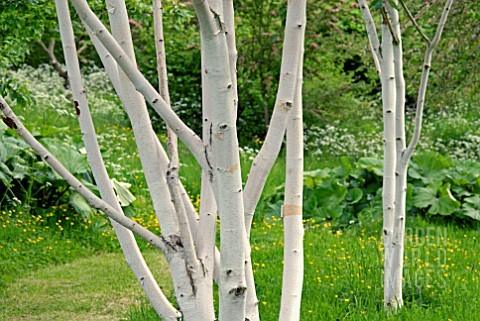 Mesteacan multitulpinal Doorenbos" 3.00 - 3.50 m Betula utilis "Doorenbos"