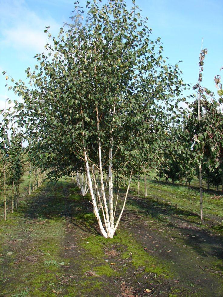 Mesteacan multitulpinal Doorenbos" 3.00 - 3.50 m Betula utilis "Doorenbos"