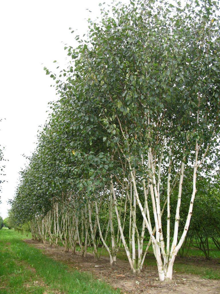 Mesteacan multitulpinal Doorenbos" 3.00 - 3.50 m Betula utilis "Doorenbos"